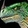 Commendation of the Ravasaur Trainers Icon