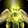 Sun's Avatar Icon